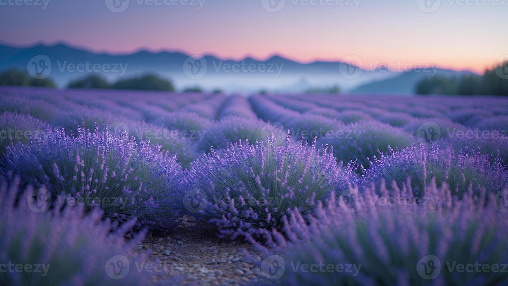 Lavender Field at Twilight Serene Purple Landscape in Provence Style photo