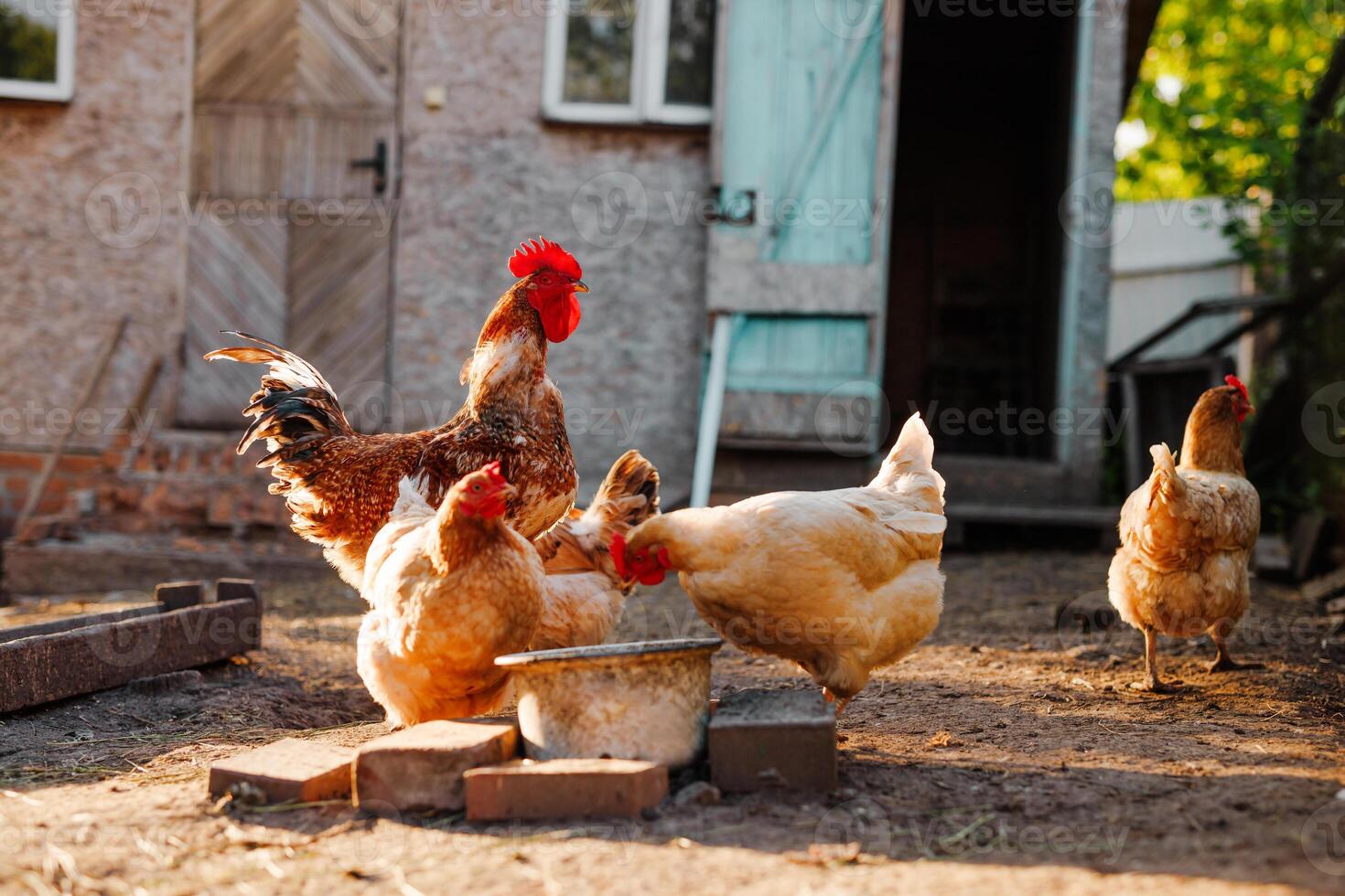 Group of chickens and a rooster feeding outdoors in a rural yard at golden hour light, near an old farmhouse with an open blue door. photo