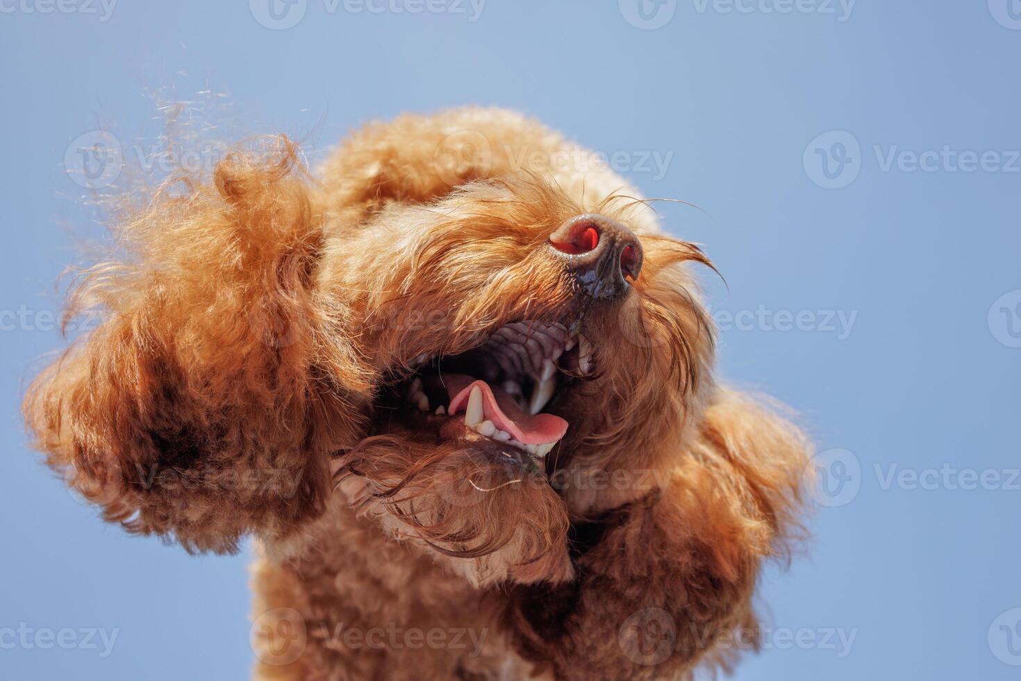 Energetic toy poodle barking or yawning, fun dog moment in sunlight against clear sky. photo
