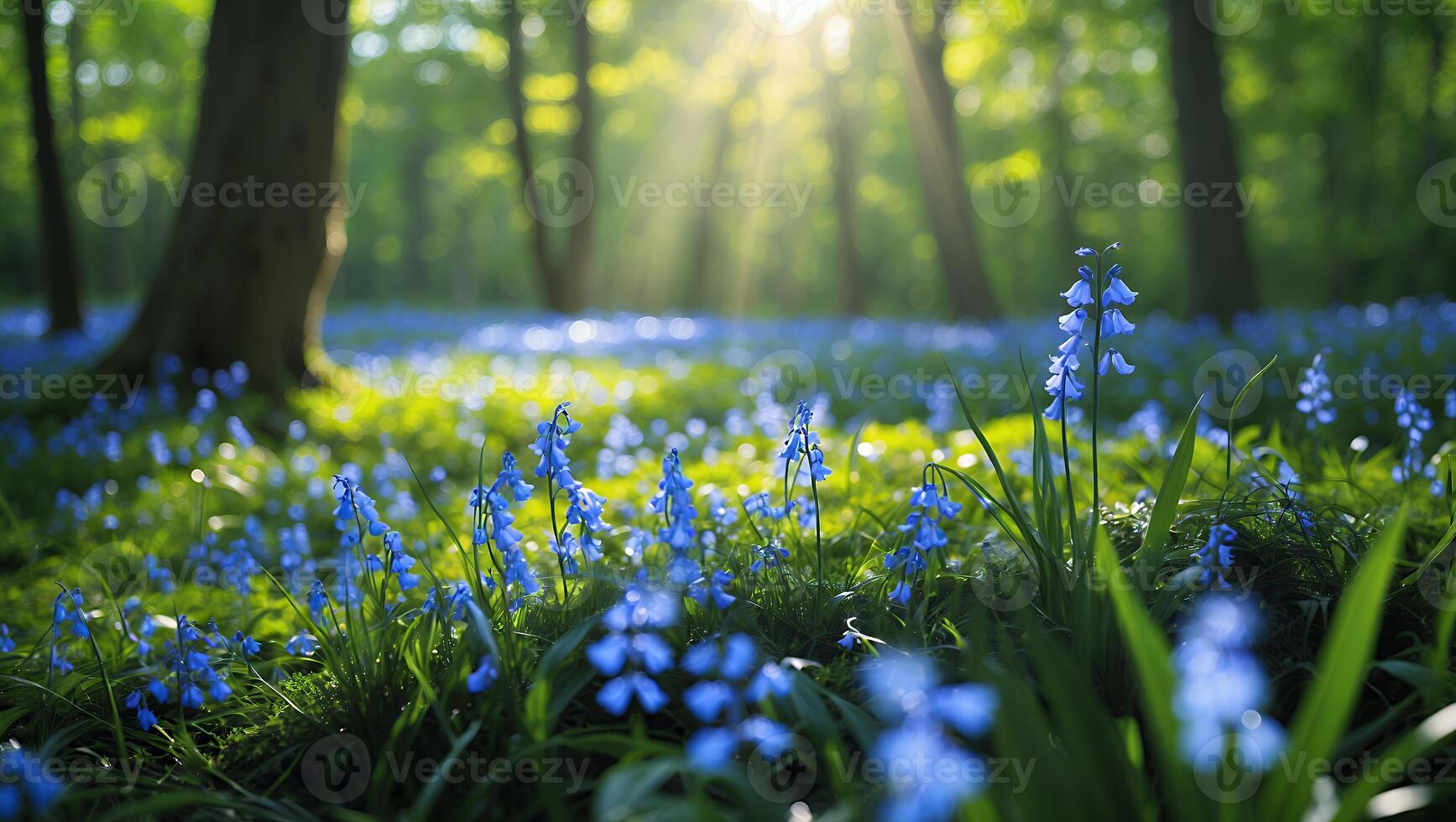 Bluebells in the forest with sunlight shining through the trees photo