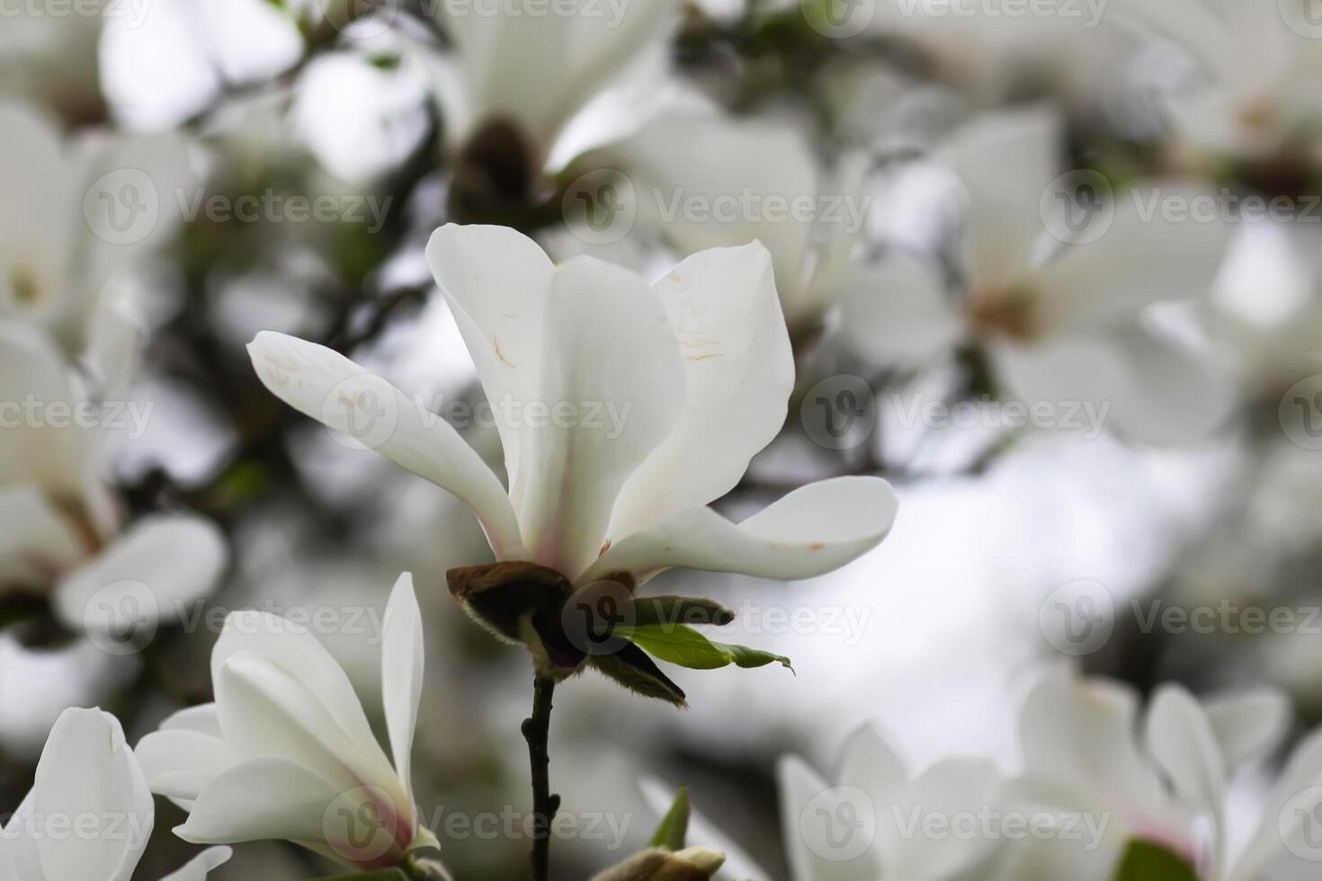 Magnolia flowers. Fragrant white flowers. Beauty in nature. photo