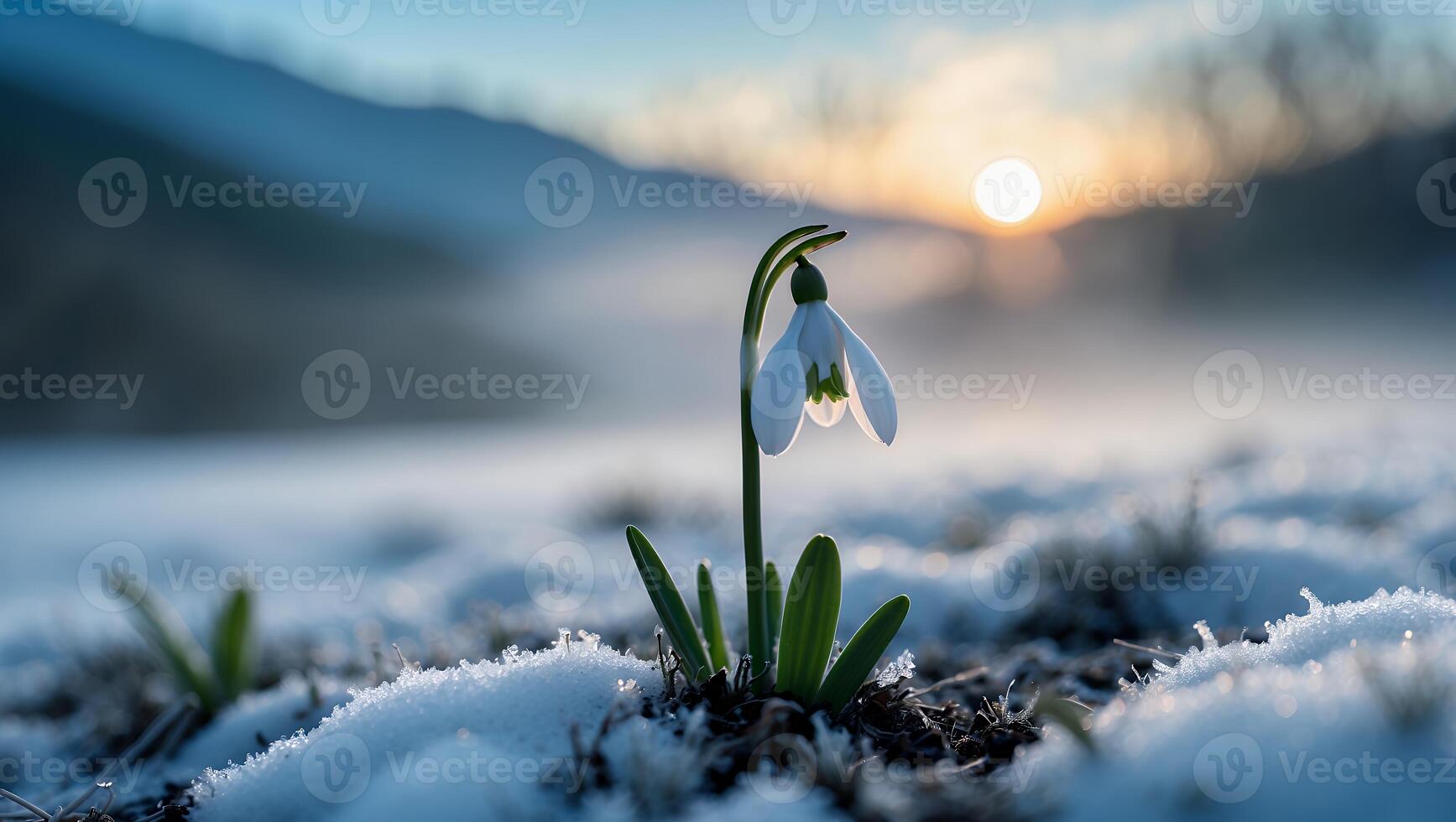 Blooming Snowdrop Flower in Winter Landscape at Sunrise with Snow photo