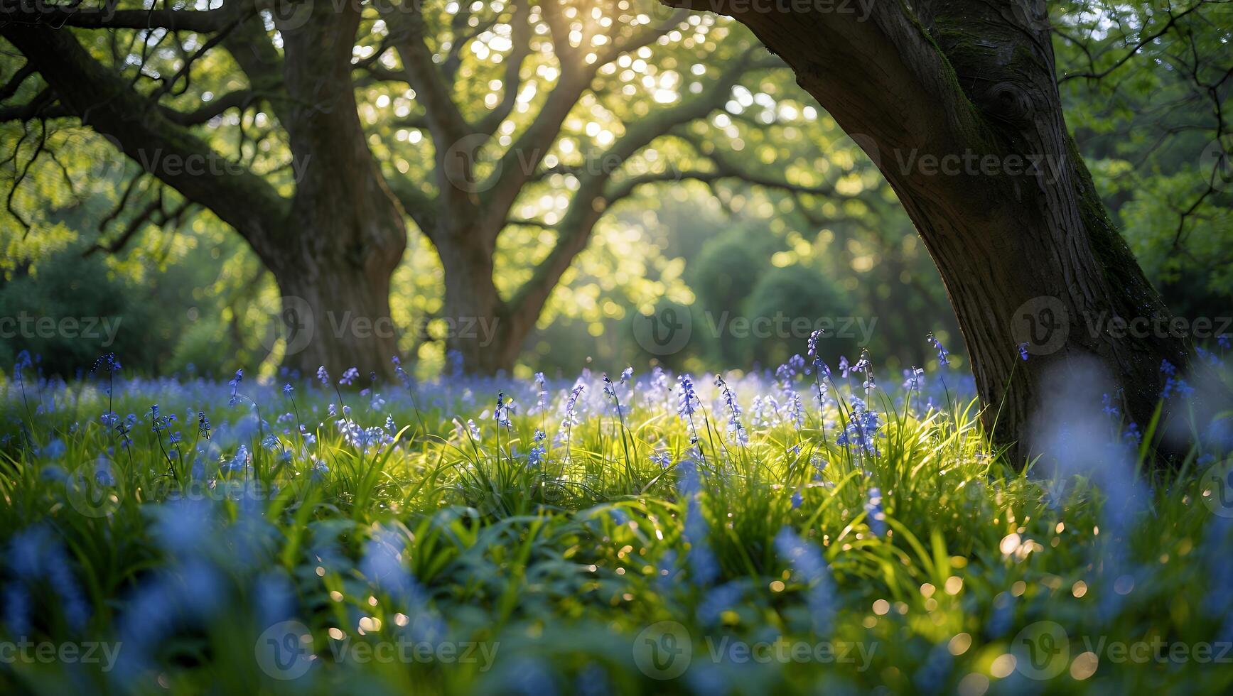 Blooming Bluebells in Forest Meadow with Sunlight Streaming Through Trees photo