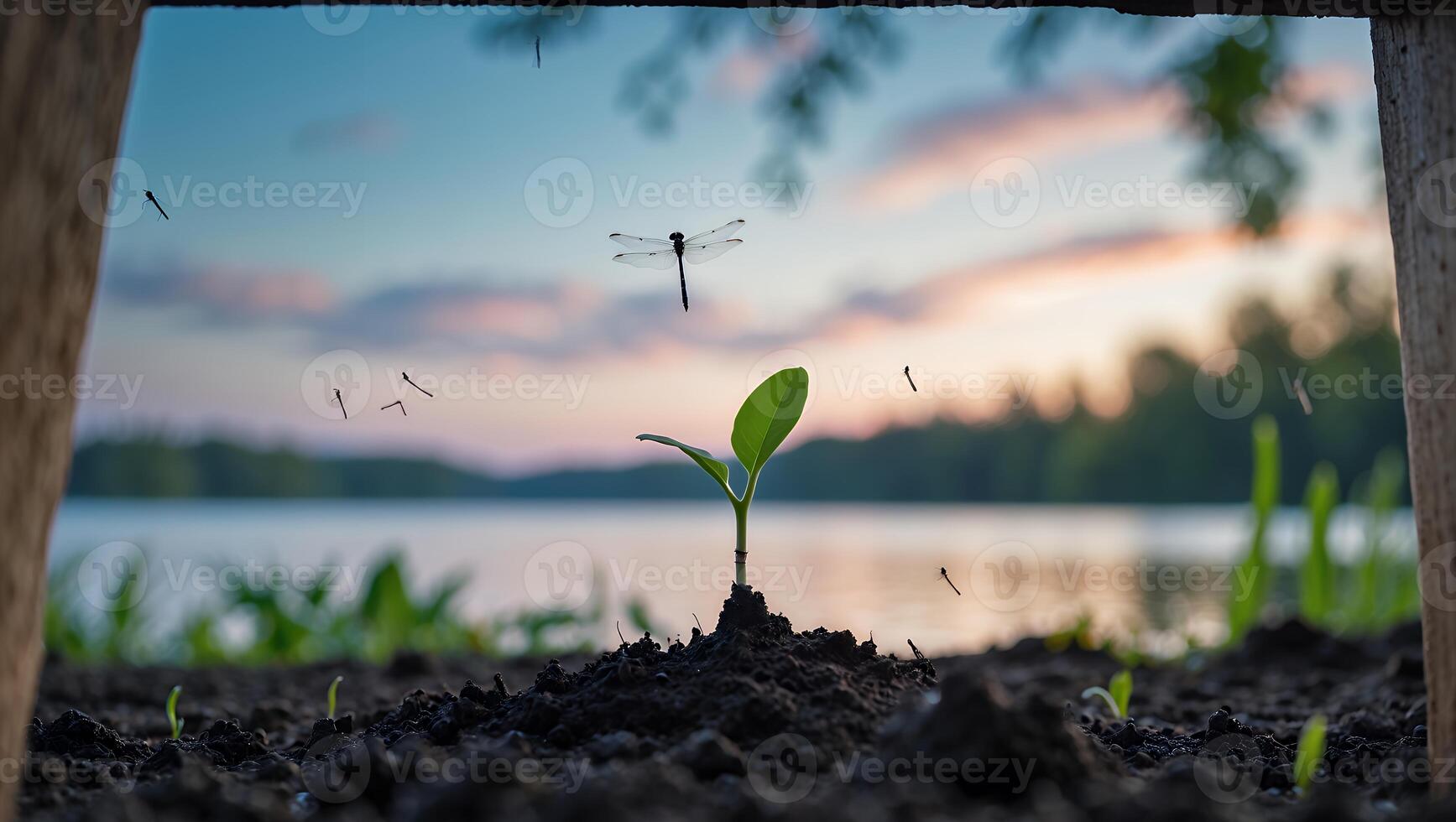 Sprout Grows at Lakeside Sunset with Flying Insects and New Life photo