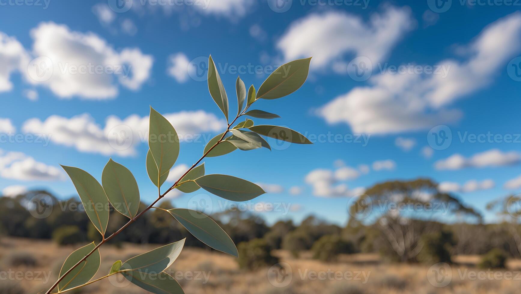 Eucalyptus Branch Against a Blue Sky with Clouds in Outback photo
