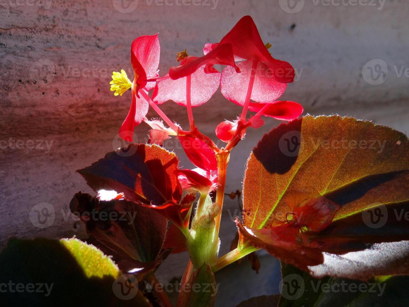 Close-up of vibrant red begonia flowers with green and bronze leaves, dramatically backlit against a textured wall, showcasing intricate details and natural beauty photo