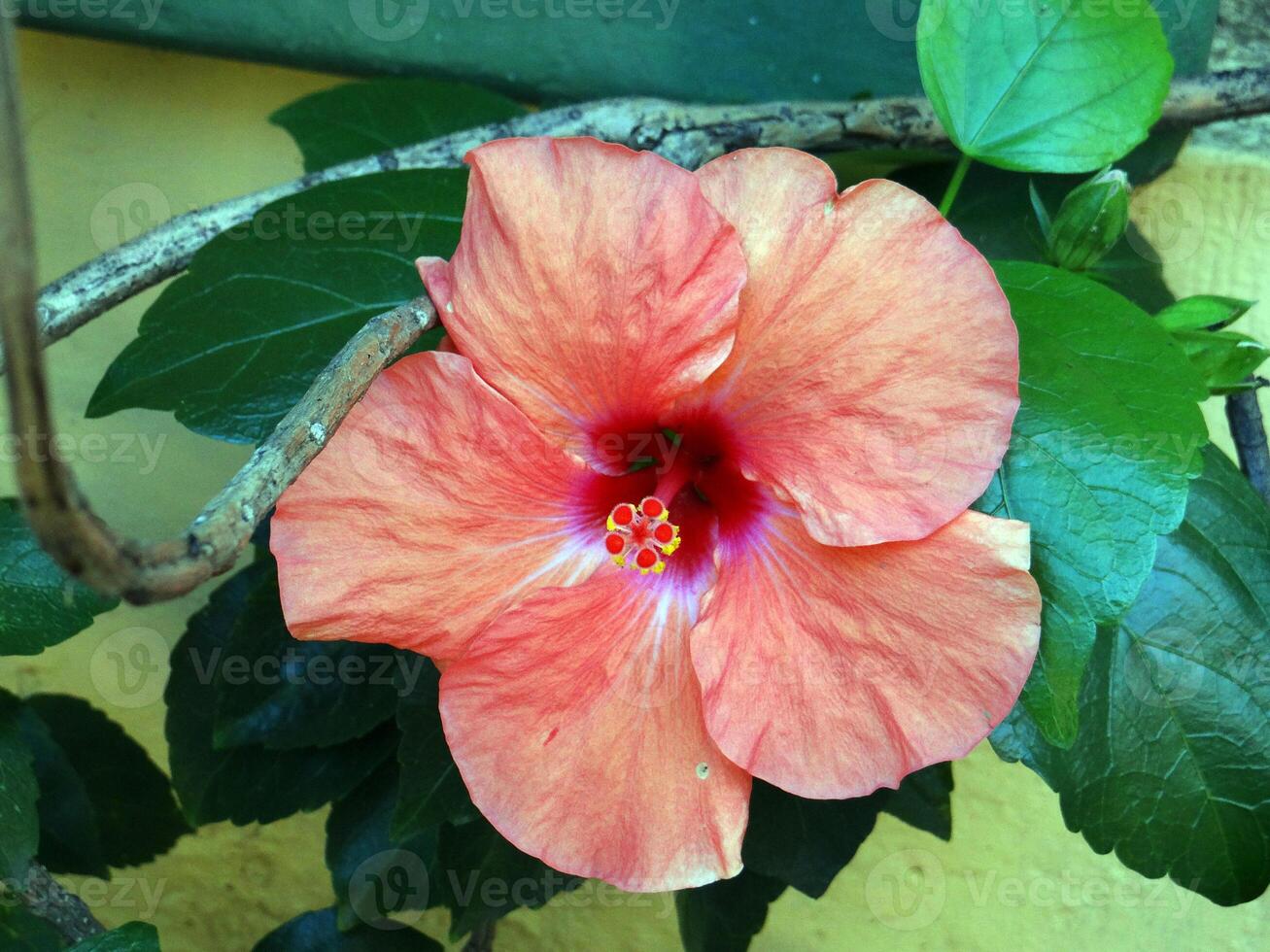 Close-up of a vibrant salmon pink hibiscus flower with a deep red center and prominent stamen, surrounded by green leaves and a vine, against a yellow wall photo