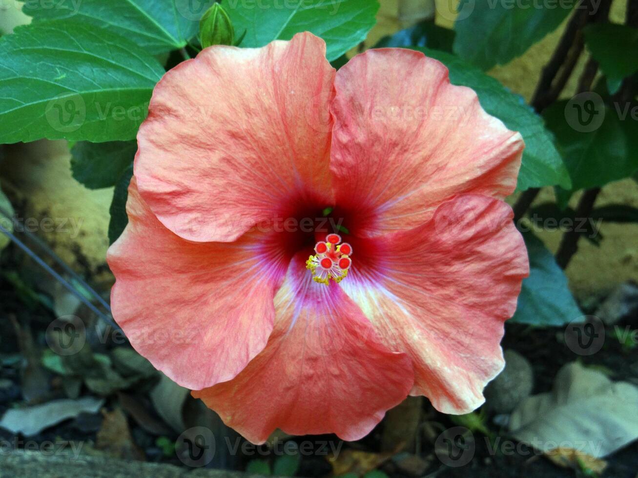 Close-up of a stunning salmon pink hibiscus flower with a dark red and yellow center, surrounded by lush green leaves and natural ground, showcasing its vibrant beauty photo