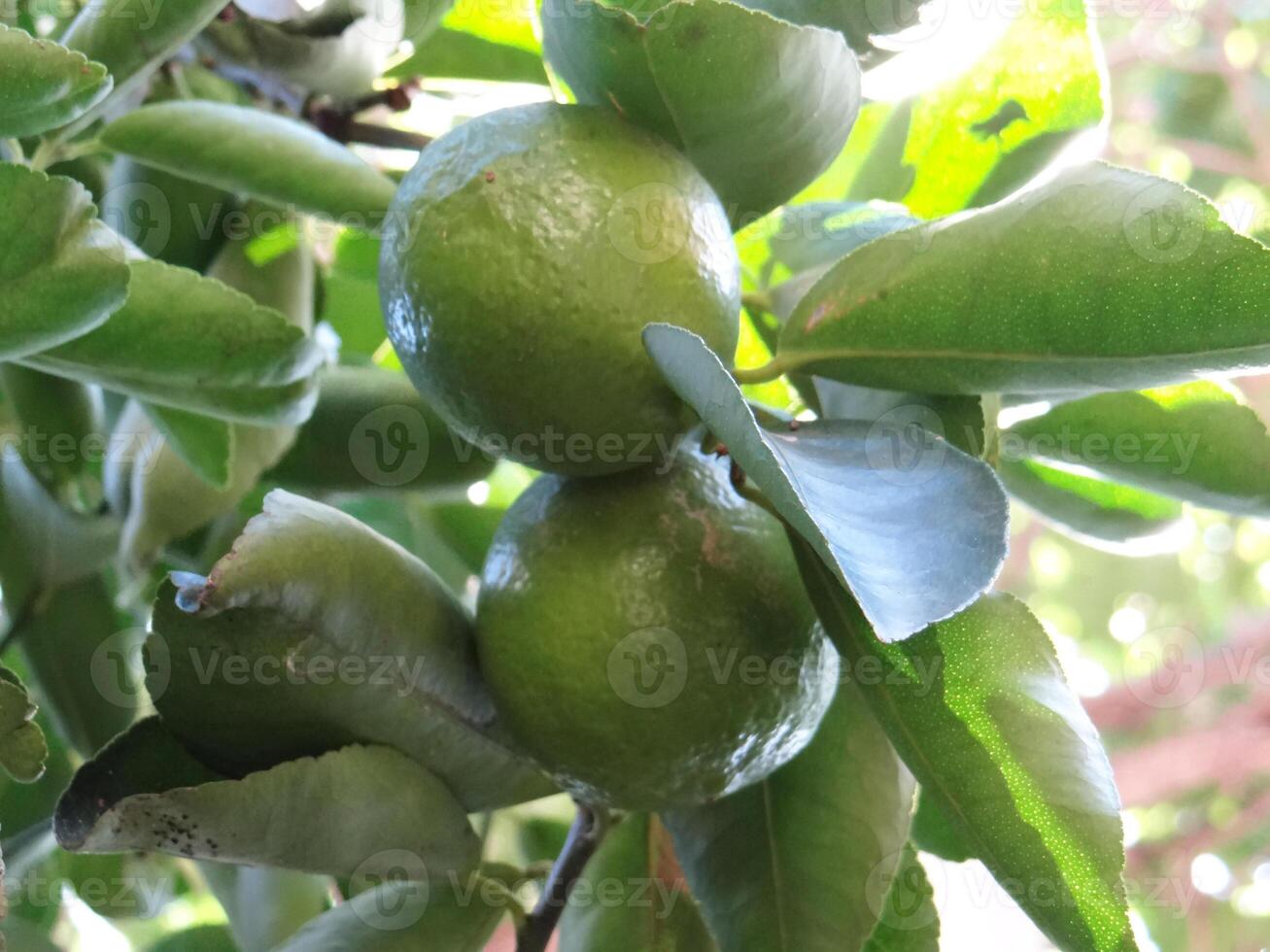 Close-up of two bright green limes hanging on a tree branch amidst lush leaves, bathed in natural sunlight, showcasing fresh citrus fruit photo