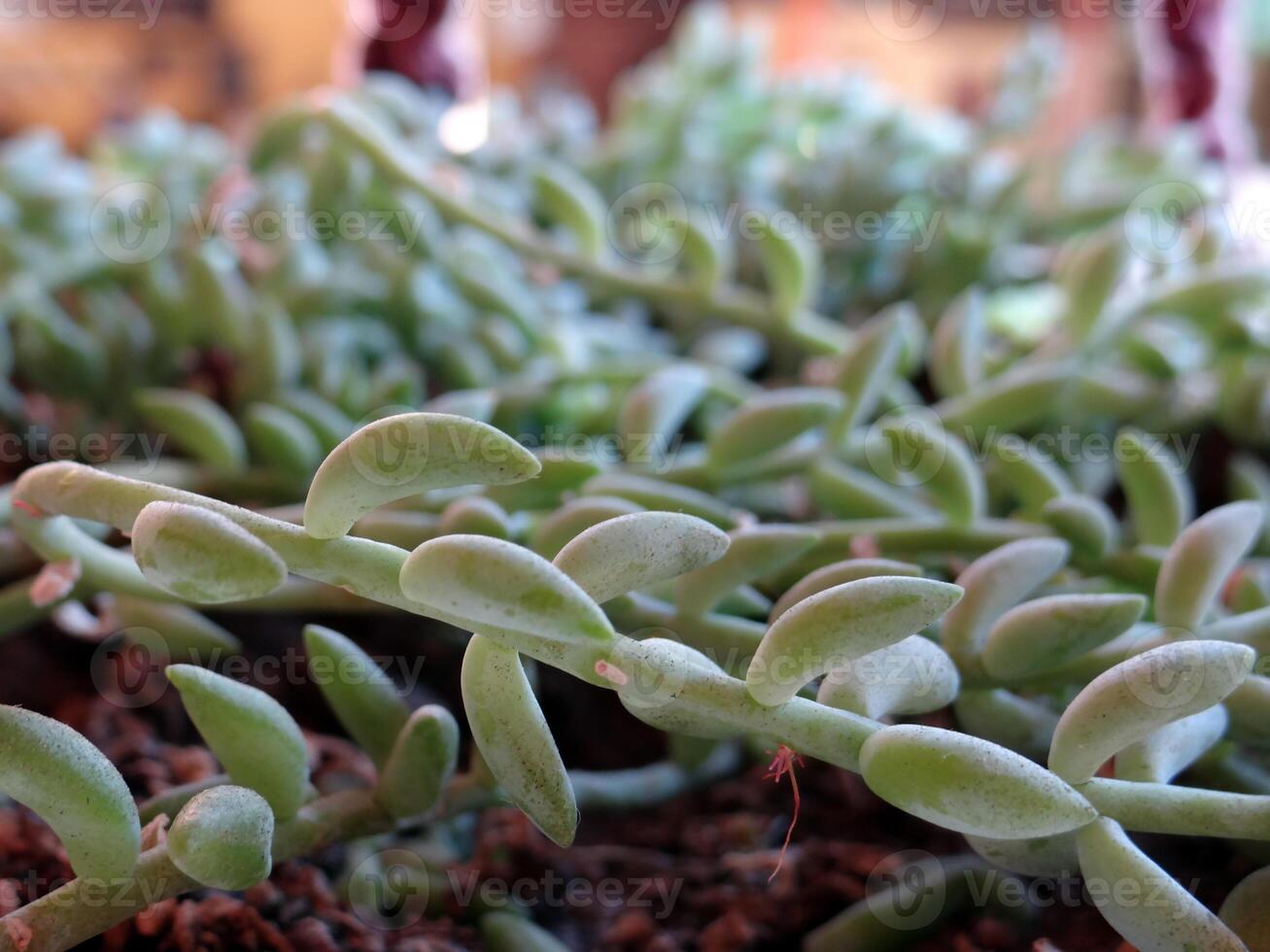 A close-up, shallow depth of field shot of a String of Bananas succulent Curio radicans, showcasing its distinctive elongated, bean-shaped green leaves trailing in soft focus photo