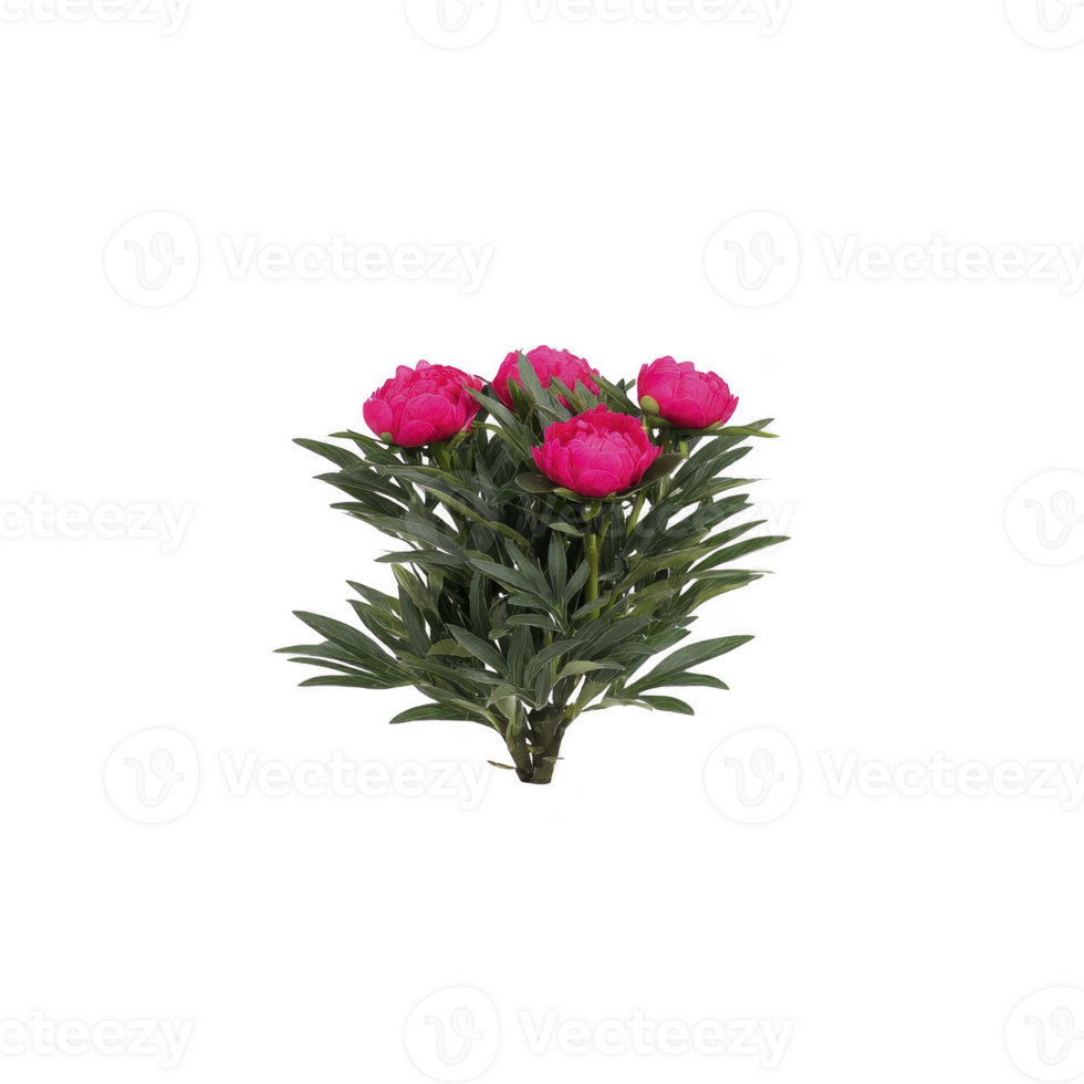 Vibrant bouquet of pink peonies with lush green leaves, showcasing their full bloom and natural beauty. flowers are arranged in compact, elegant style, perfect for decoration png