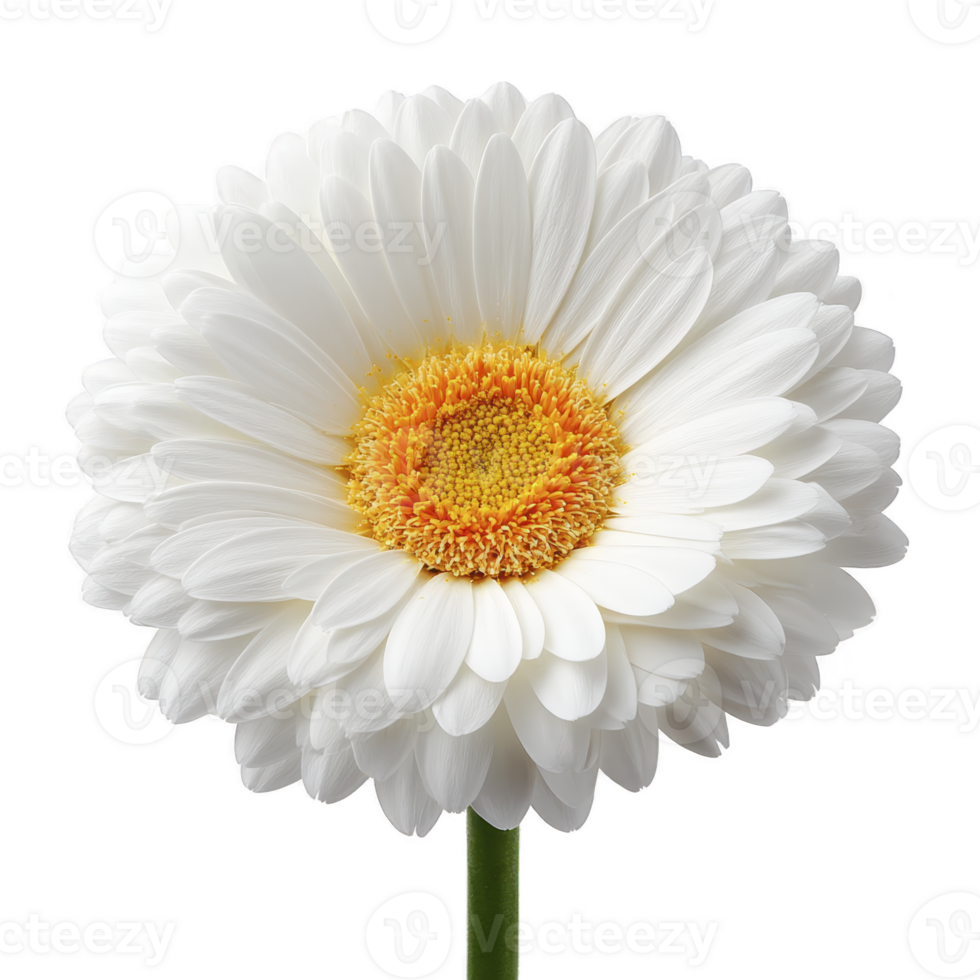 Vibrant white gerbera daisy with bright yellow center stands out against plain background, showcasing its delicate petals and natural beauty png