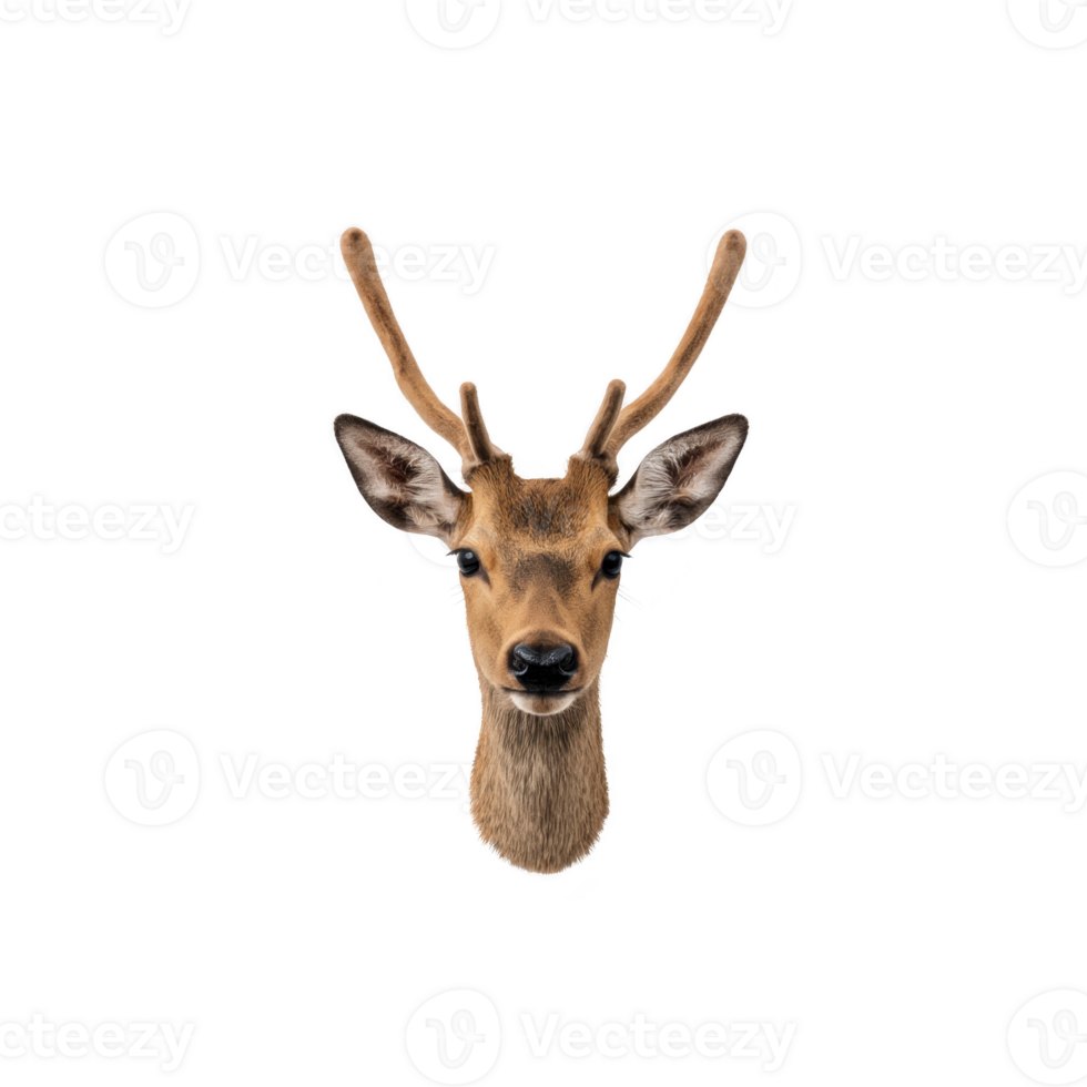 Realistic illustration of deer head with antlers, isolated on transparency background, showcasing detailed fur texture and lifelike features png