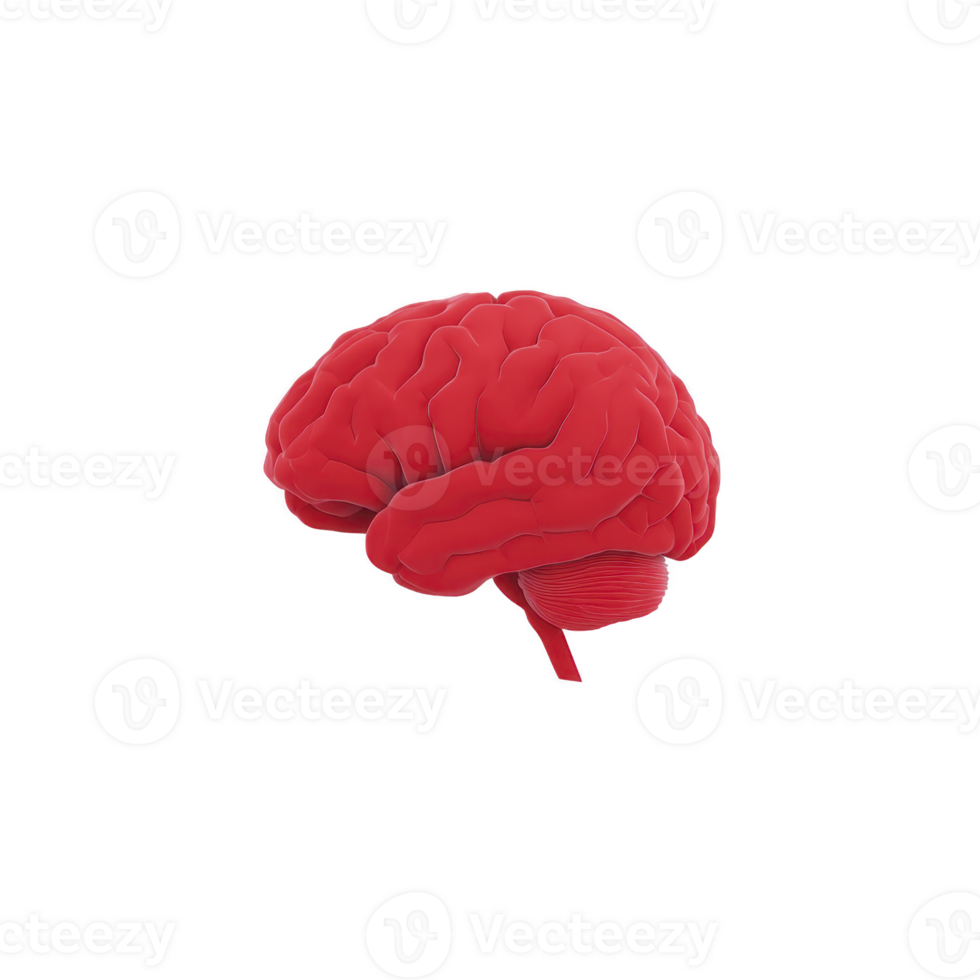 Red 3D model of human brain is depicted against transparency background, showcasing detailed anatomical features. vibrant color and intricate design highlight brain complex structure png