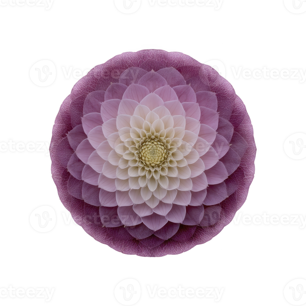 Symmetrical arrangement of purple and white petals forms mandala like pattern, creating sense of harmony and balance. intricate design is visually captivating and soothing png