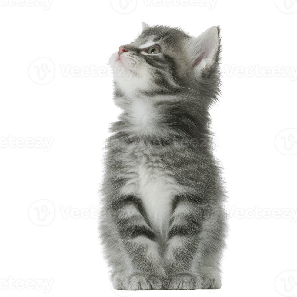 Fluffy gray tabby kitten sits attentively, gazing upwards with curiosity. Its soft fur and striking stripes are highlighted against plain background, capturing moment of playful innocence png