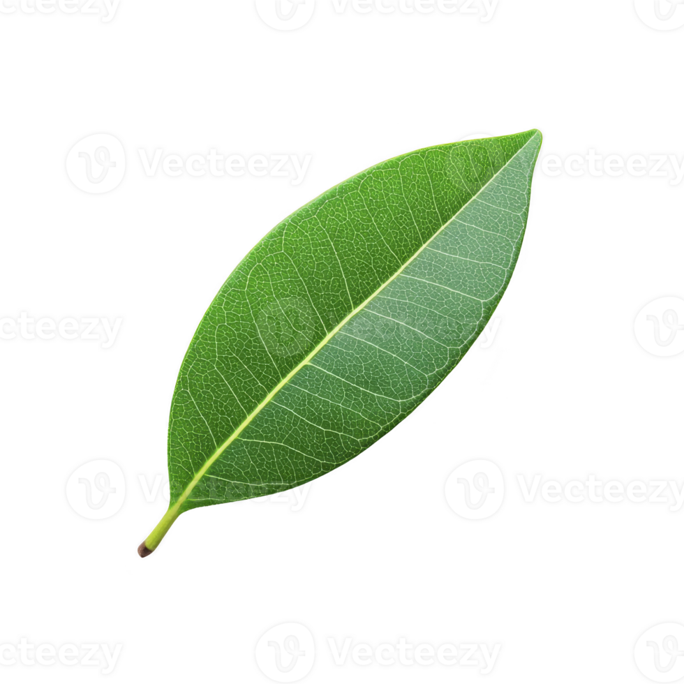 Single green leaf with detailed veins and smooth texture, isolated on transparency background, showcasing nature simplicity and beauty png