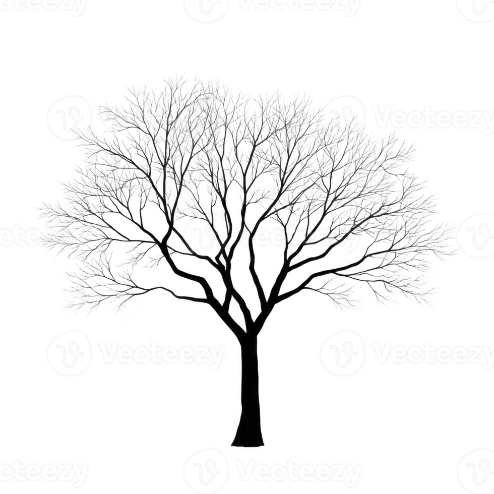 Detailed illustration of leafless tree with intricate branches against transparent background, showcasing stark and artistic design png