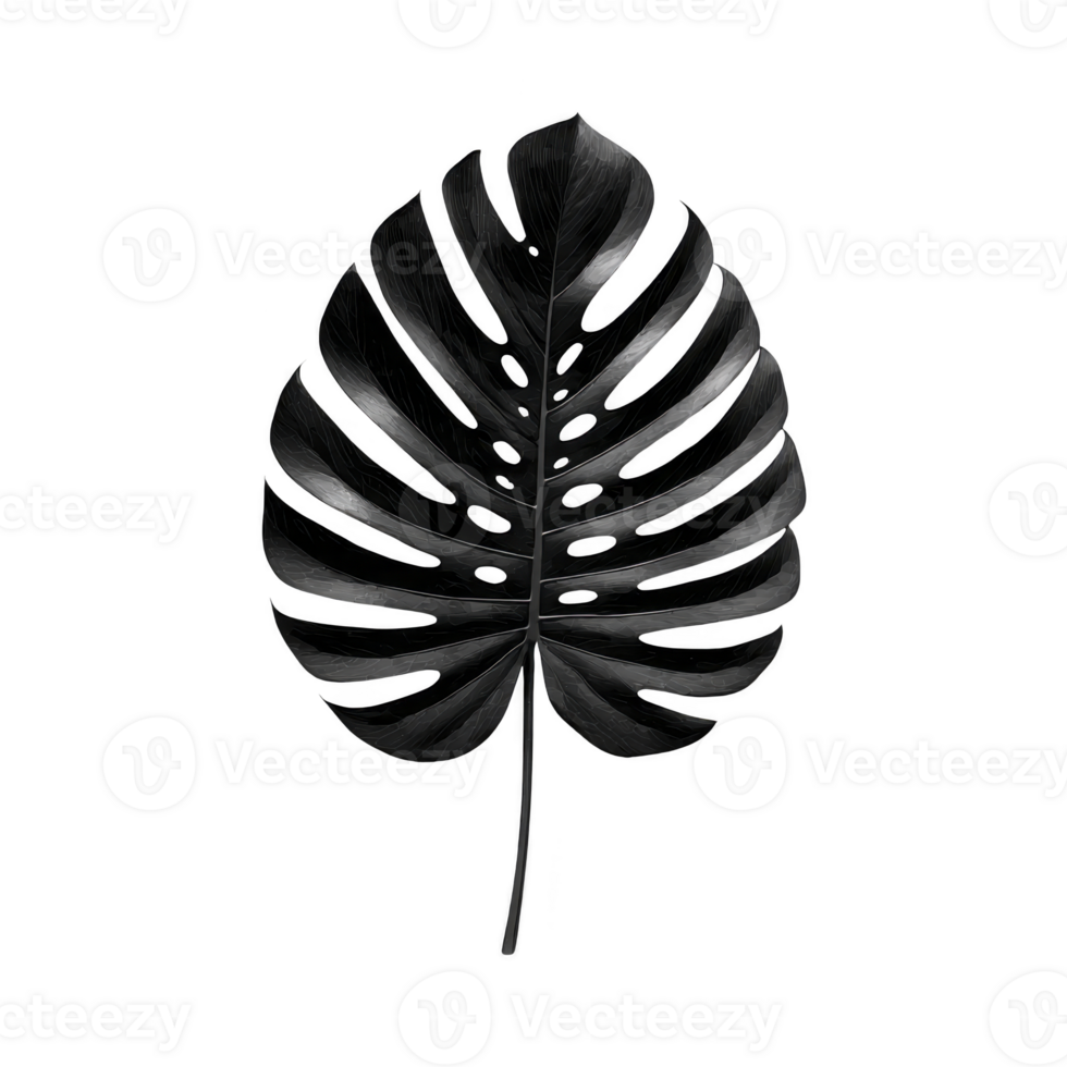 Single black monstera leaf with glossy texture is isolated on transparency background, showcasing its unique split and perforated design. minimalist style emphasizes leaf natural beauty png