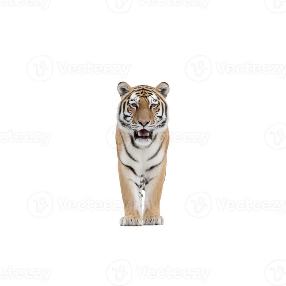 Majestic tiger stands confidently against plain background, showcasing its striking orange and black striped fur and intense gaze. powerful presence of tiger is captivating png