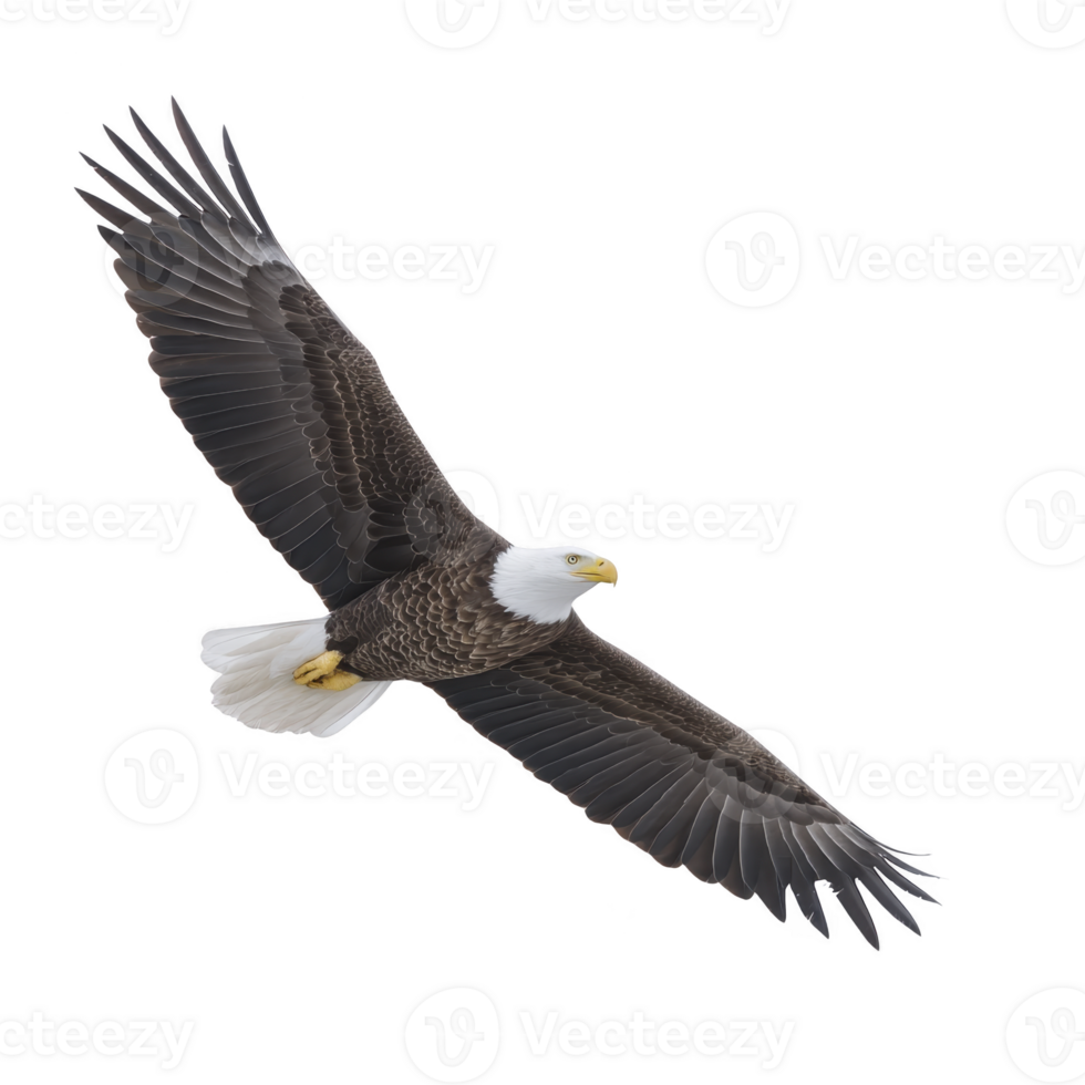 Majestic bald eagle soars through sky. its wings fully extended and feathers detailed against clear backdrop. bird sharp gaze and powerful presence evoke sense of freedom and strength png