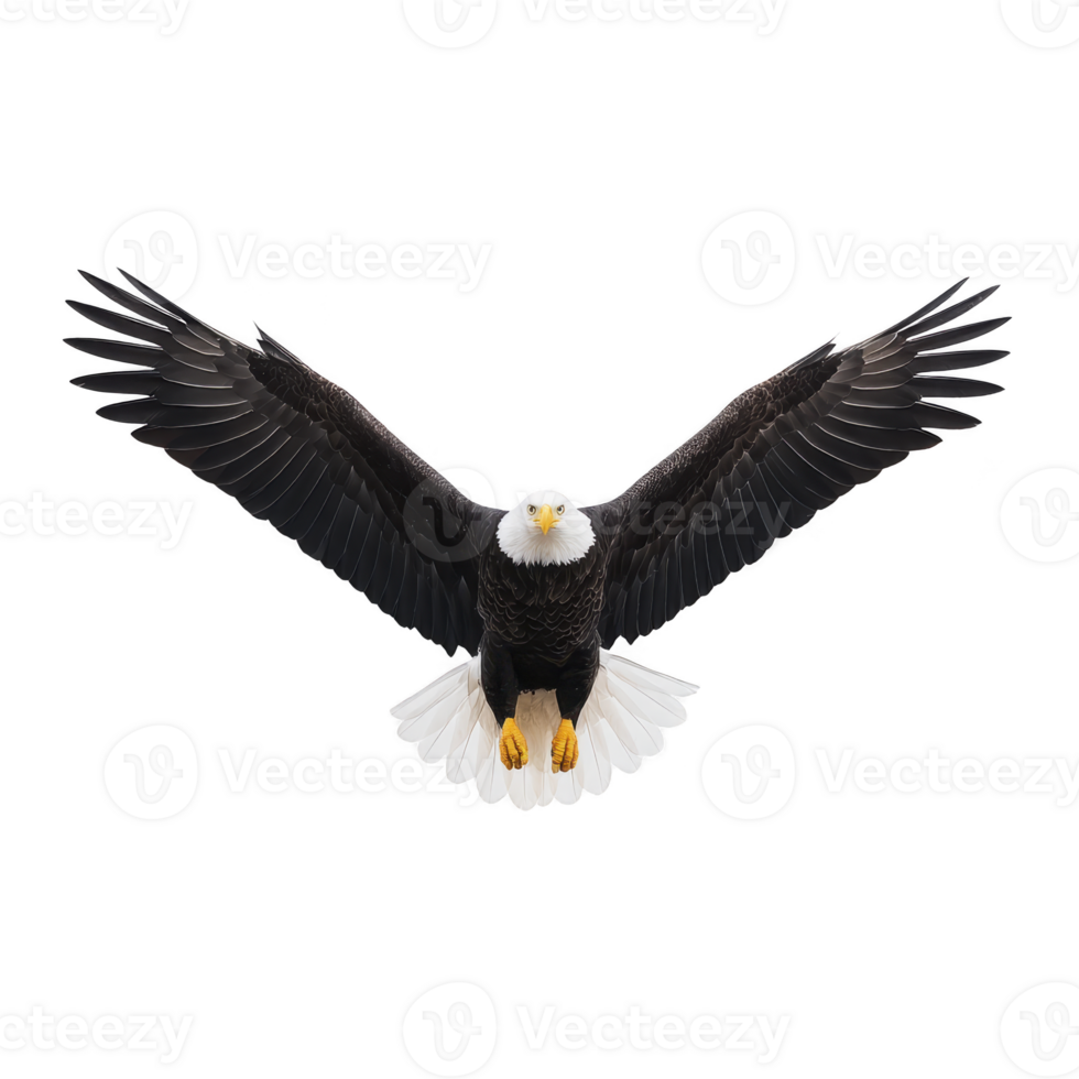 Majestic bald eagle with outstretched wings soars gracefully against clear background, showcasing its powerful presence and striking features png