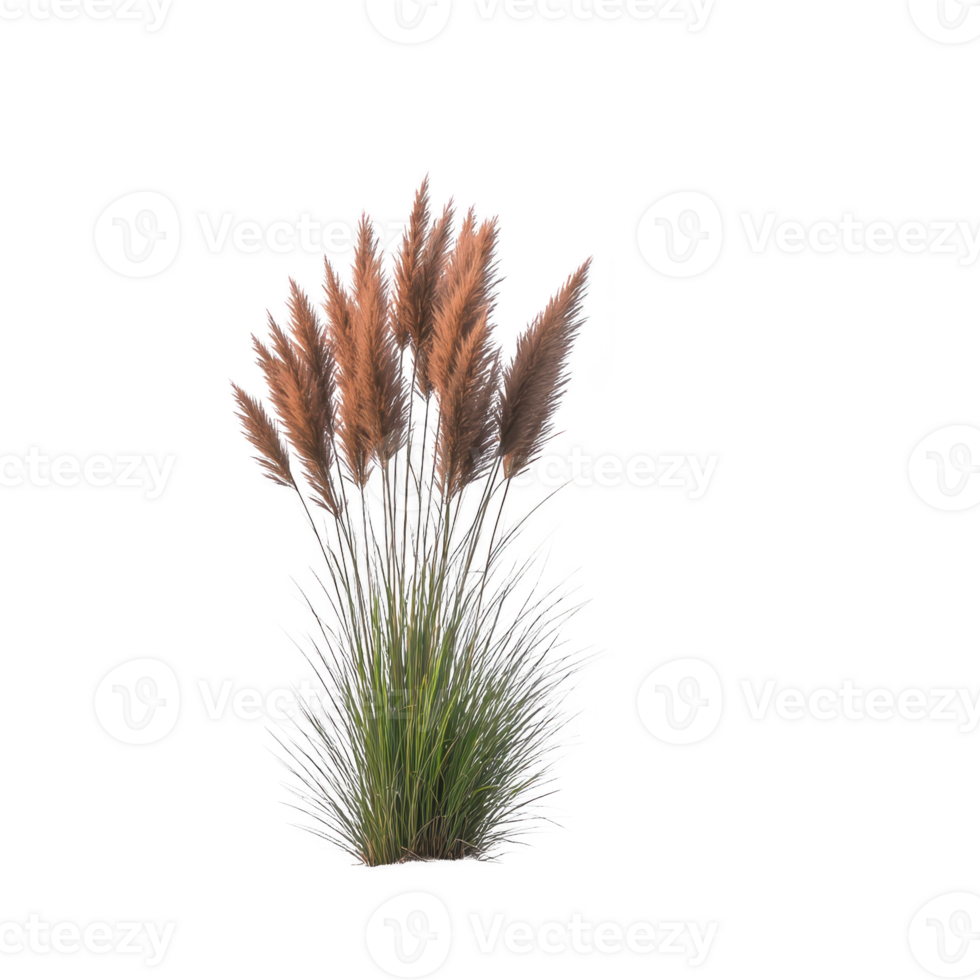 Tall ornamental grass with fluffy, brownish plumes and green foliage, isolated on transparency background. plant feathery texture and natural elegance make it ideal for garden decoration png