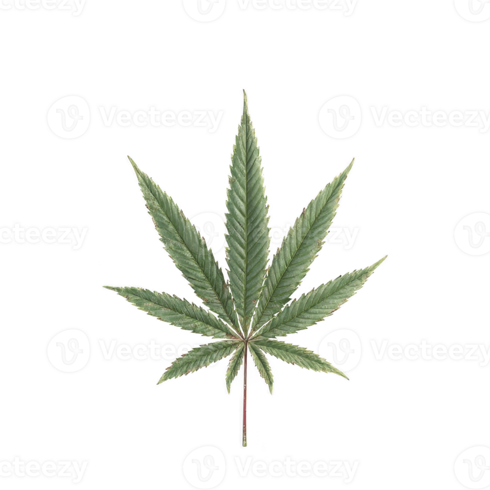 Single green cannabis leaf isolated on transparency background, showcasing its distinct serrated edges and symmetrical shape. image highlights natural texture and vibrant color of leaf png