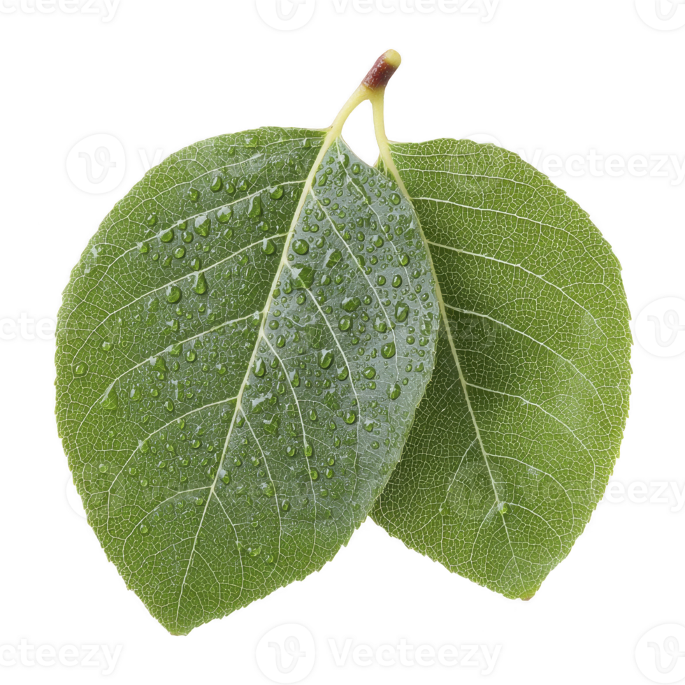 Two fresh green leaves with water droplets their surface, showcasing natural texture and vibrant color. leaves are detailed, highlighting their veins and edges, evoking sense of freshness png