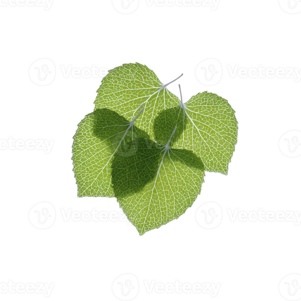 Three vibrant green leaves with visible veins are arranged against transparency background, creating striking contrast. leaves intricate vein patterns are highlighted by light png