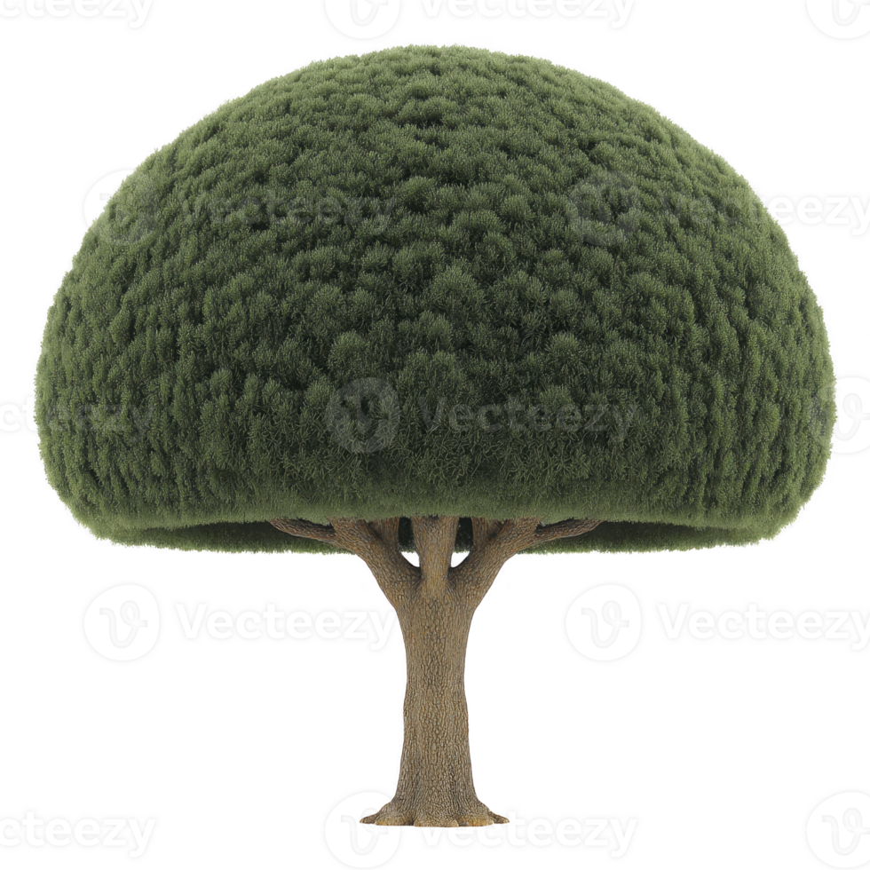 Tree with perfectly rounded, dense green canopy and sturdy brown trunk stands isolated against transparency background, showcasing nature symmetry and beauty png