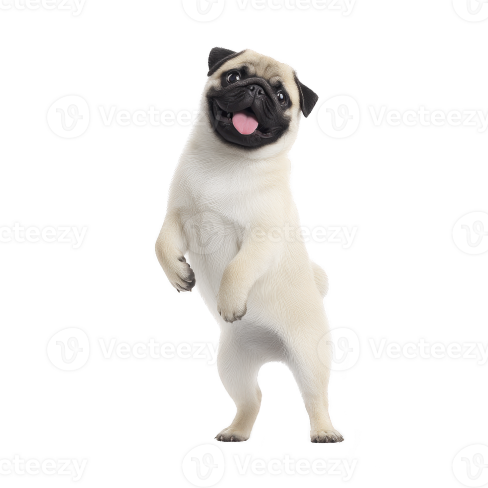 A playful pug stands on its hind legs with joyful expression, showcasing its cute and lively nature. dog light fur contrasts with its dark face and ears, adding to its charm png
