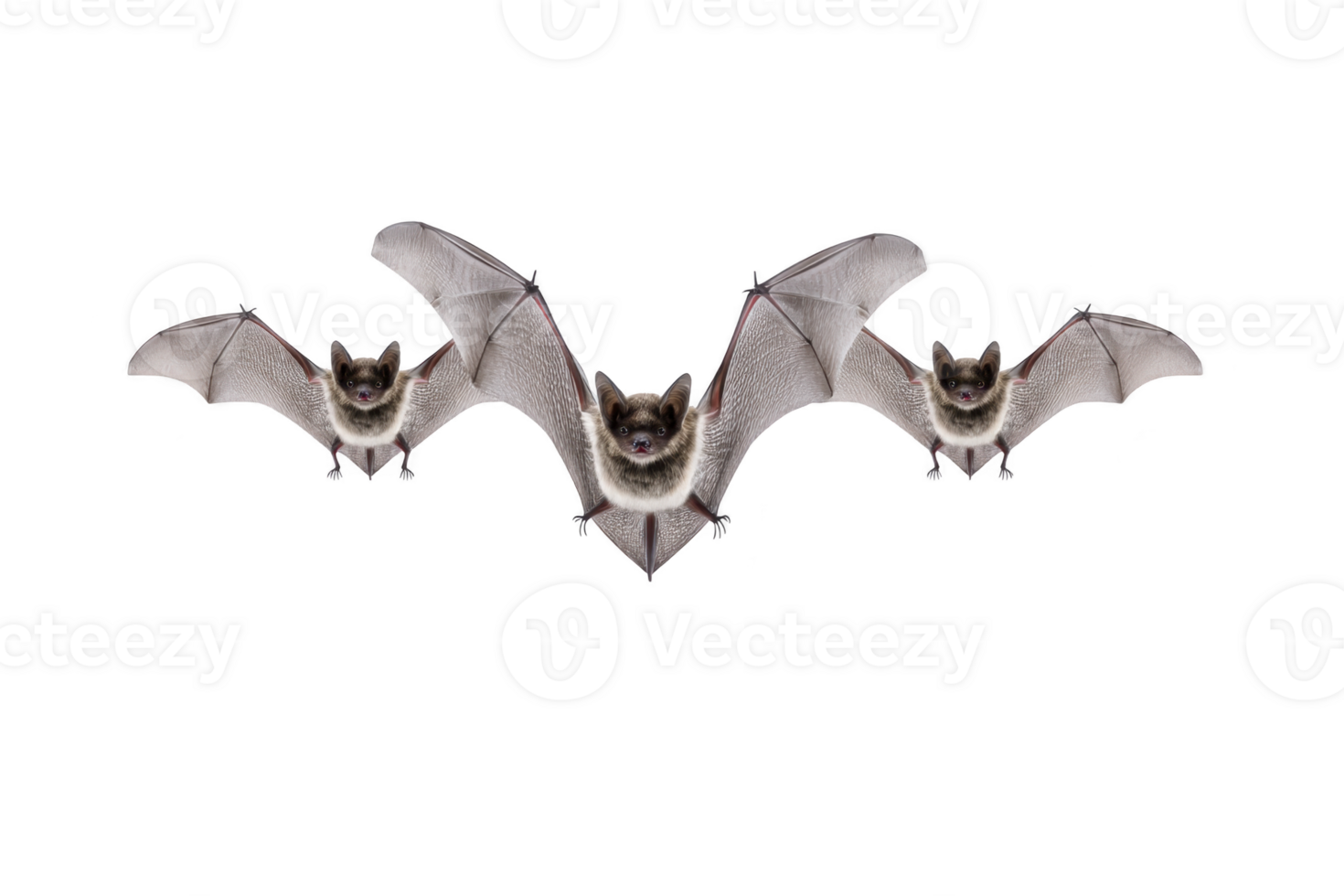 A three bats flying in formation with outstretched wings against transparency background, showcasing their intricate wing structure and nocturnal nature png