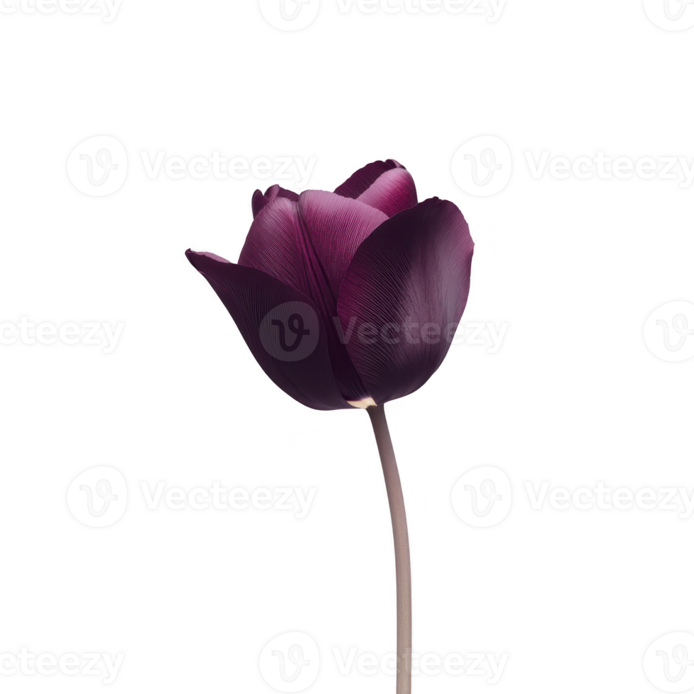 A single dark purple tulip with long stem stands against plain background, showcasing its elegant petals and rich color. simplicity highlights flower natural beauty png