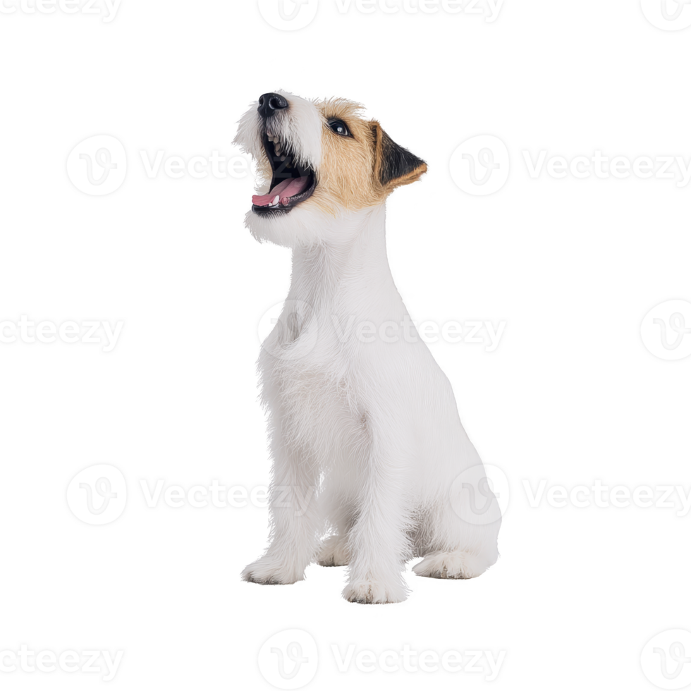 A small, white and brown dog with open mouth appears to be barking or howling, sitting against plain background. dog fur is short and its ears are perked up, giving alert expression png
