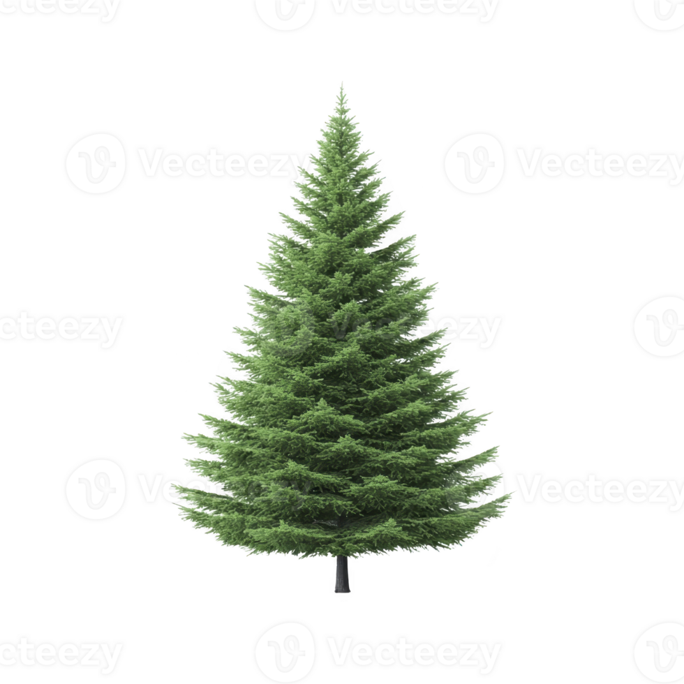 A tall, lush green pine tree stands isolated on transparency background, showcasing its symmetrical branches and vibrant foliage. tree natural beauty evokes sense of tranquility and nature elegance png