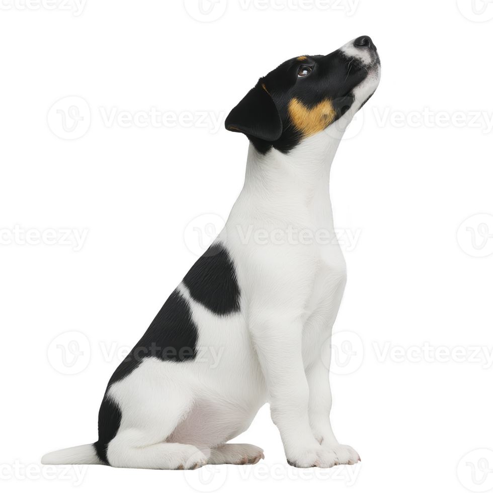 A small, attentive black and white puppy with tan markings sits and looks upward against transparency background. puppy ears are perked, and its expression is curious and alert png