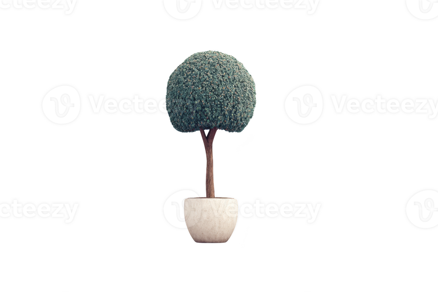 A small, round topiary tree in white pot stands against plain background, showcasing its neatly trimmed foliage and elegant simplicity png