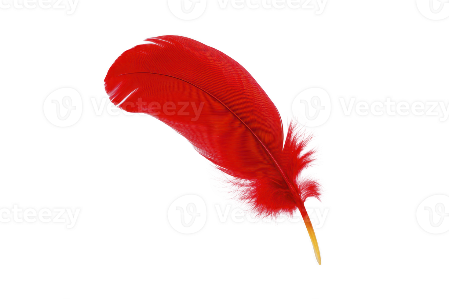 A vibrant red feather with soft, delicate barbs and smooth texture, isolated on transparency background, symbolizing elegance and lightness png