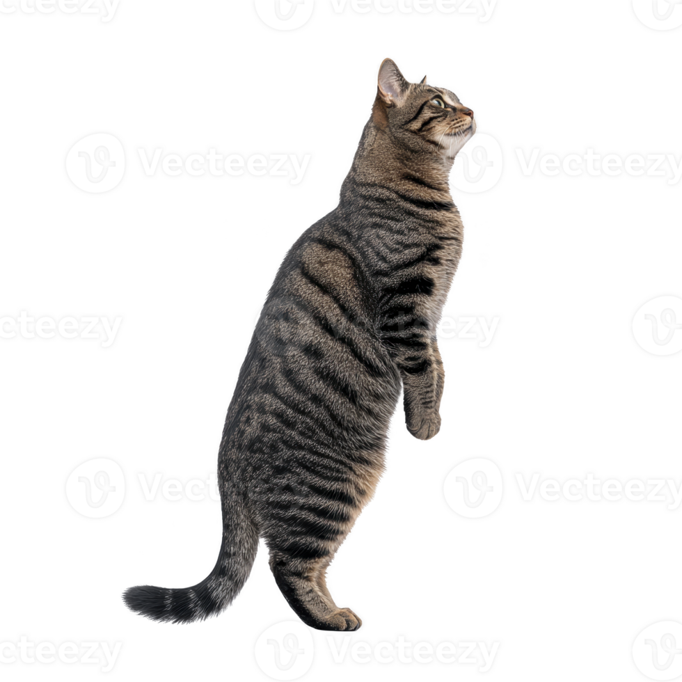 Tabby cat stands on its hind legs, looking upward with curiosity. cat fur features distinct stripes and soft texture, creating playful and engaging scene png