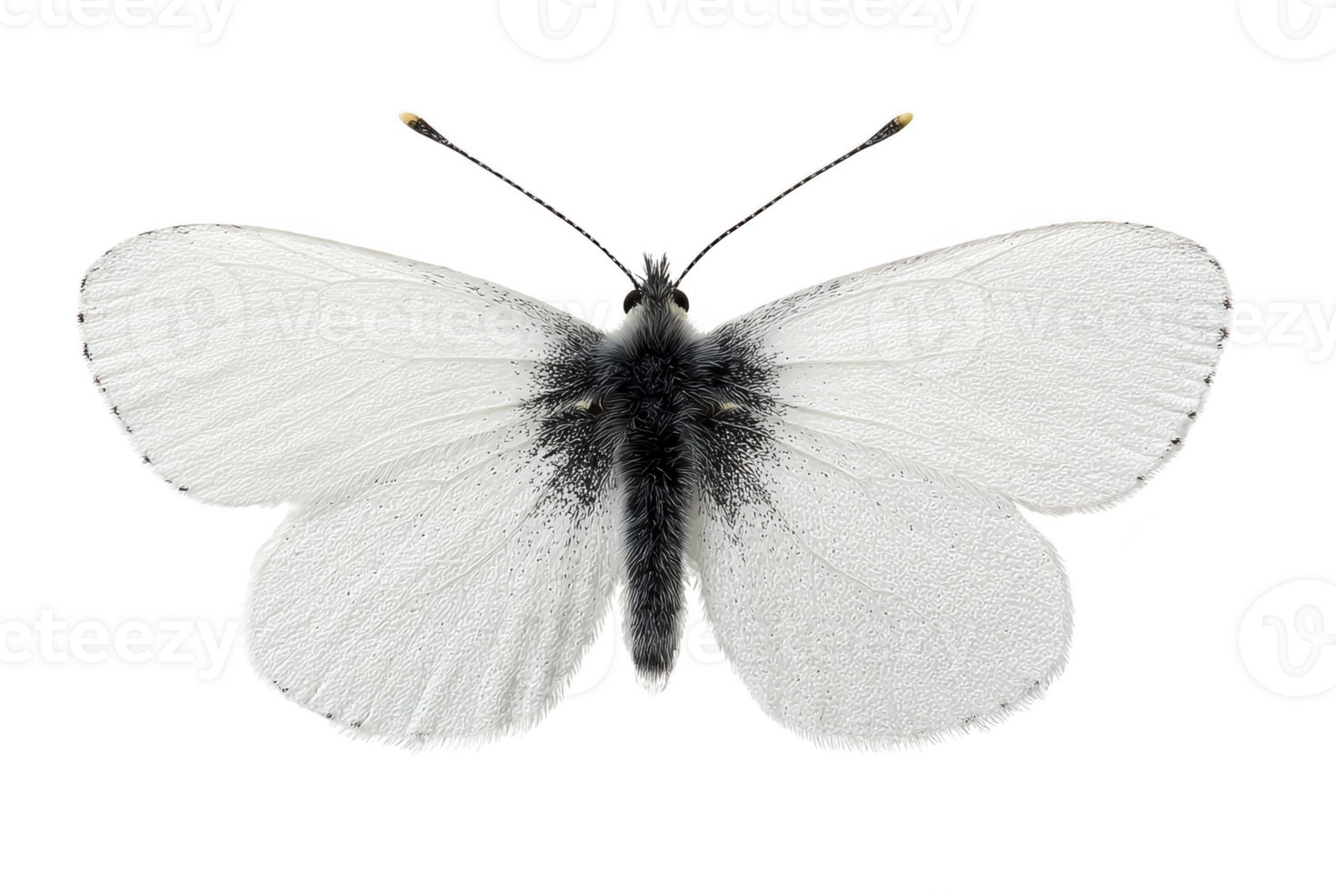 This shows white butterfly with black markings its wings, isolated transparency background. butterfly delicate wings are spread open, showcasing its intricate patterns.white butterfly with black png