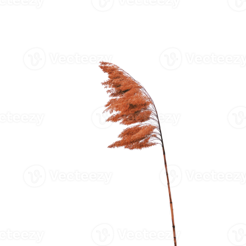 Single brown reed with fluffy seed heads stands against plain background, showcasing its delicate texture and natural beauty png
