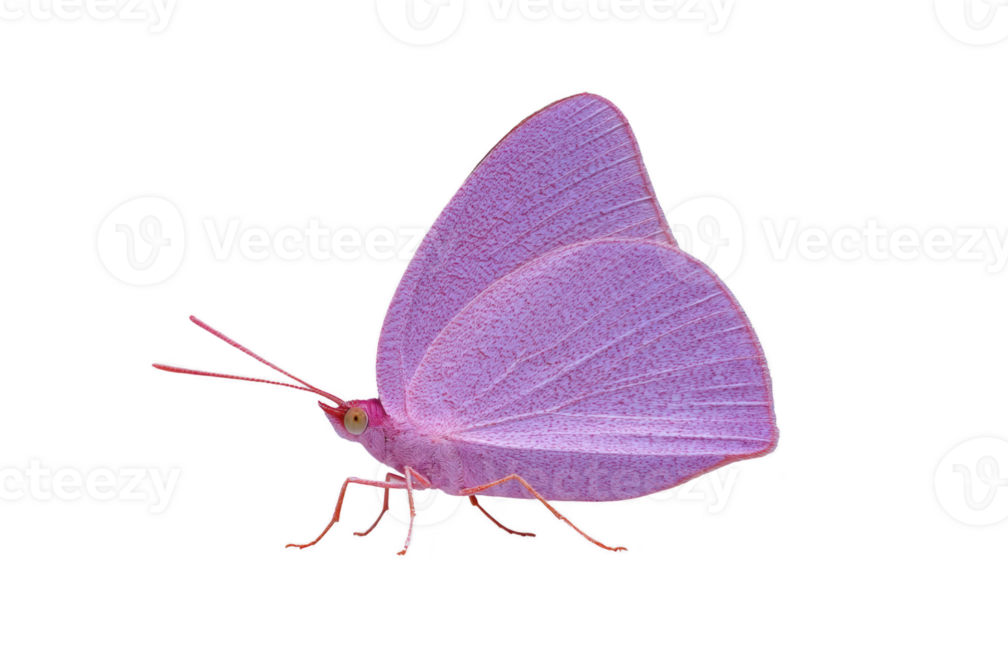 Vibrant pink butterfly with delicate wings and intricate patterns stands out against plain background, showcasing its beauty and elegance png
