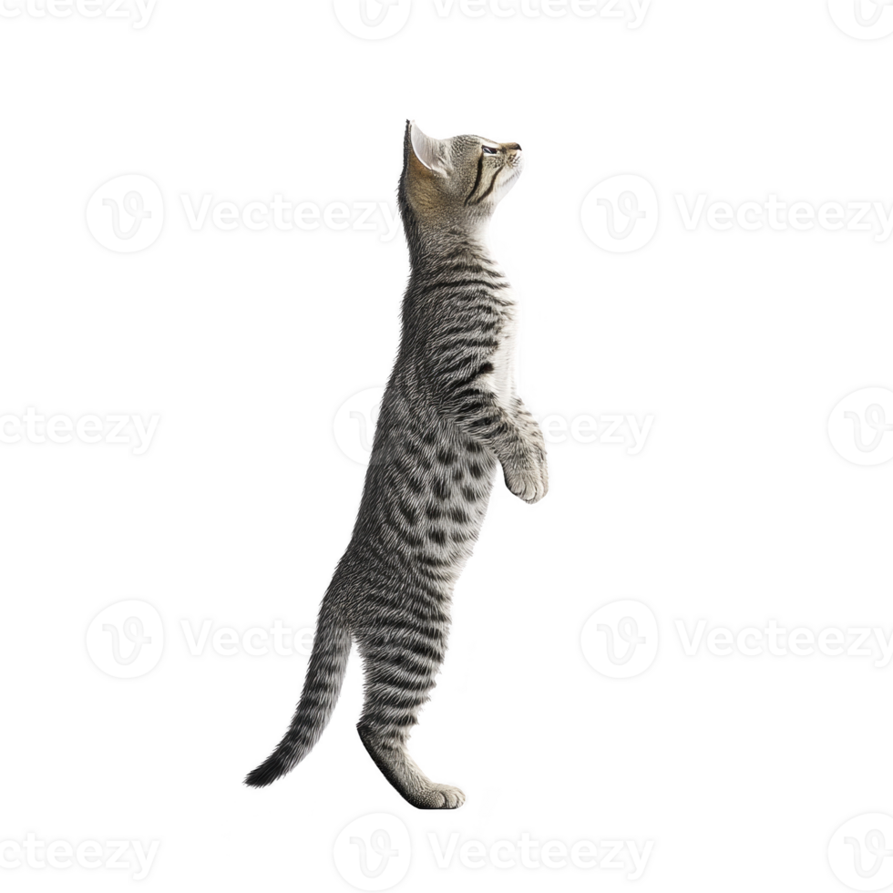 Curious tabby cat stands on its hind legs, gazing upward with interest. cat fur is mix of gray and black stripes, and its posture suggests playfulness and alertness png