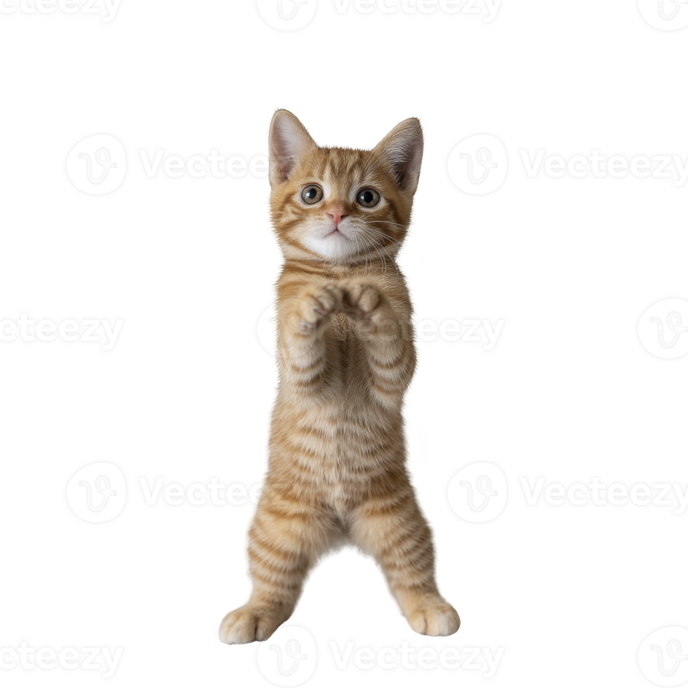 Playful orange tabby kitten stands on its hind legs with curious expression, showcasing its adorable and lively nature. kitten fur is soft and striped, adding to its charm png