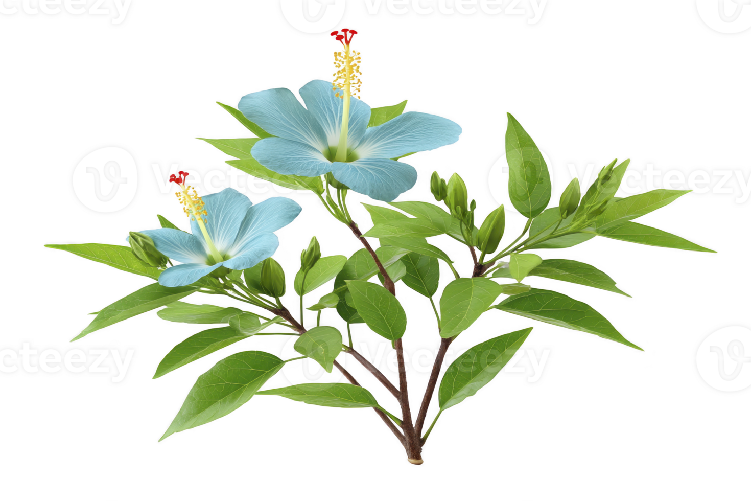 Vibrant blue hibiscus flower with lush green leaves, showcasing its delicate petals and prominent stamen. image captures beauty and elegance of this tropical plant png