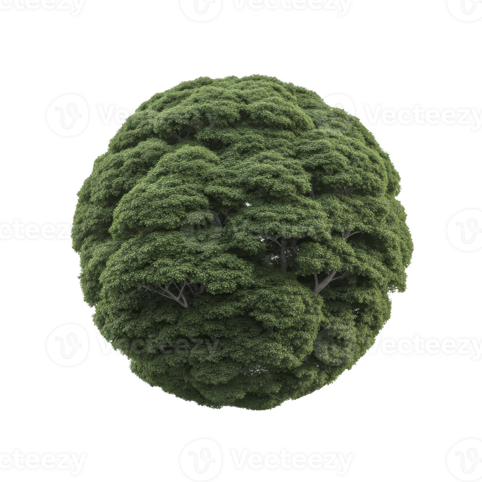 Spherical tree with lush green foliage creates unique and captivating natural sculpture, resembling perfectly round topiary. dense leaves form textured surface png