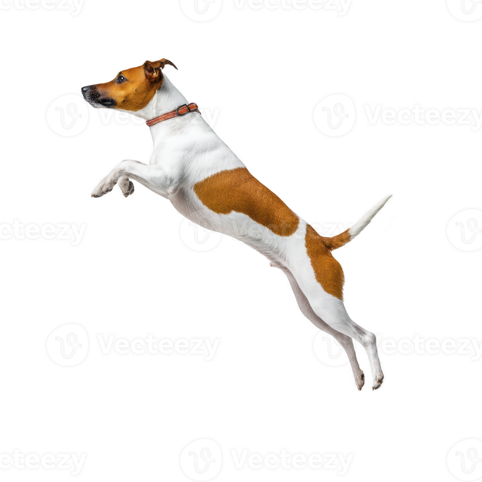 Lively Jack Russell Terrier with brown and white coat is captured mid leap, showcasing its agility and energy. dog wears red collar, emphasizing its playful nature png