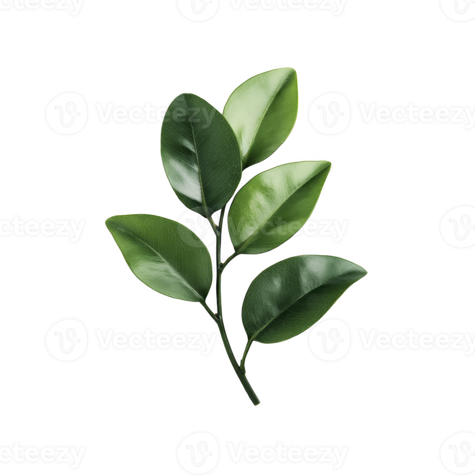 Branch with vibrant green leaves is displayed against transparency background, showcasing natural beauty and simplicity. leaves have glossy texture, adding fresh and lively feel png