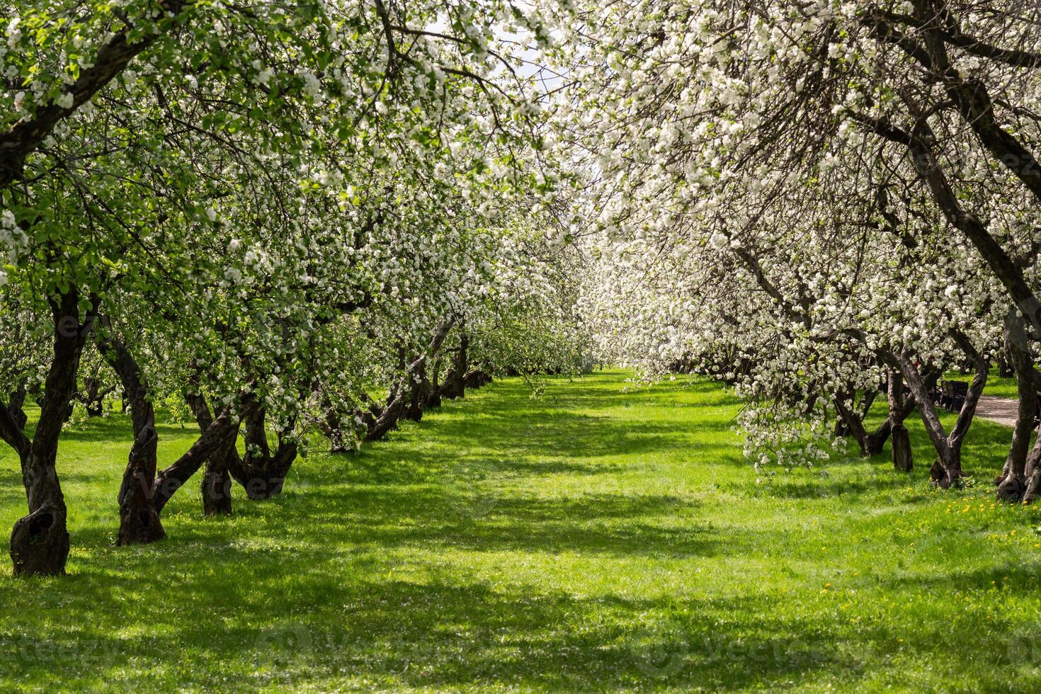 Blossoming Orchard Trees in Springtime photo